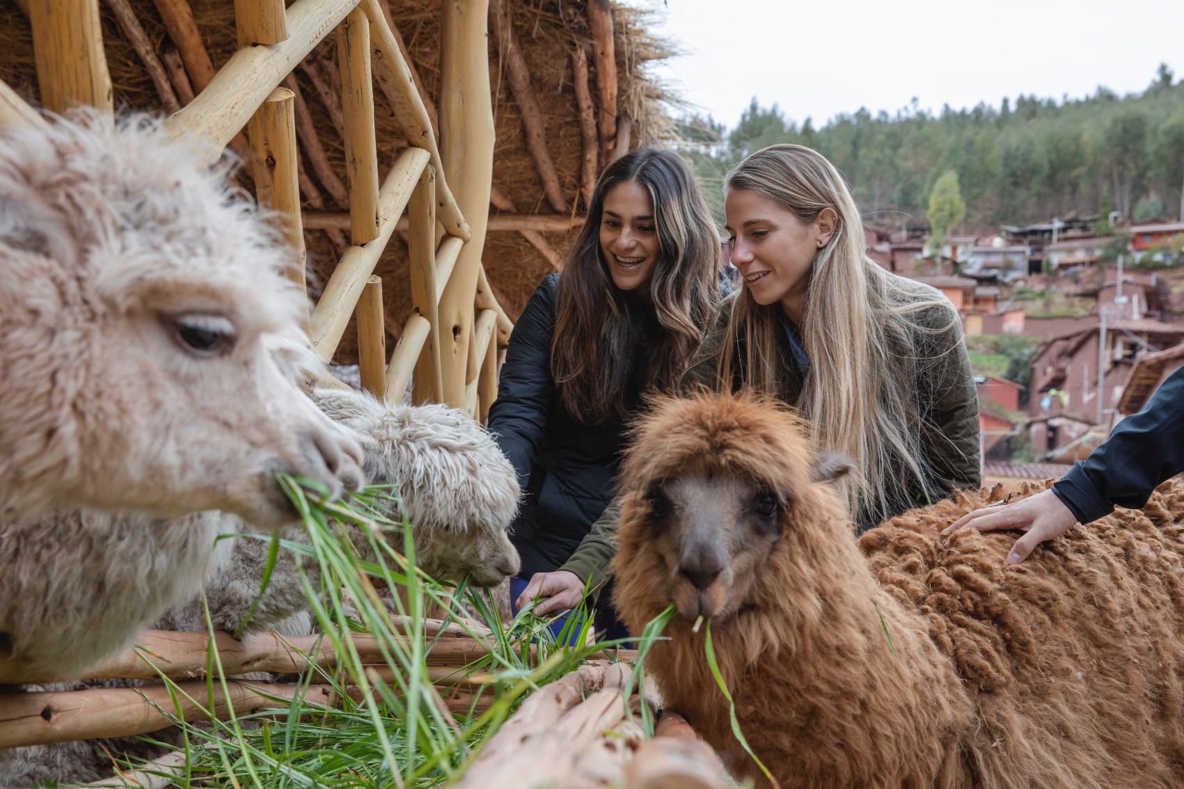 petting peruvian alpacas two travellers petting alpacas in peru