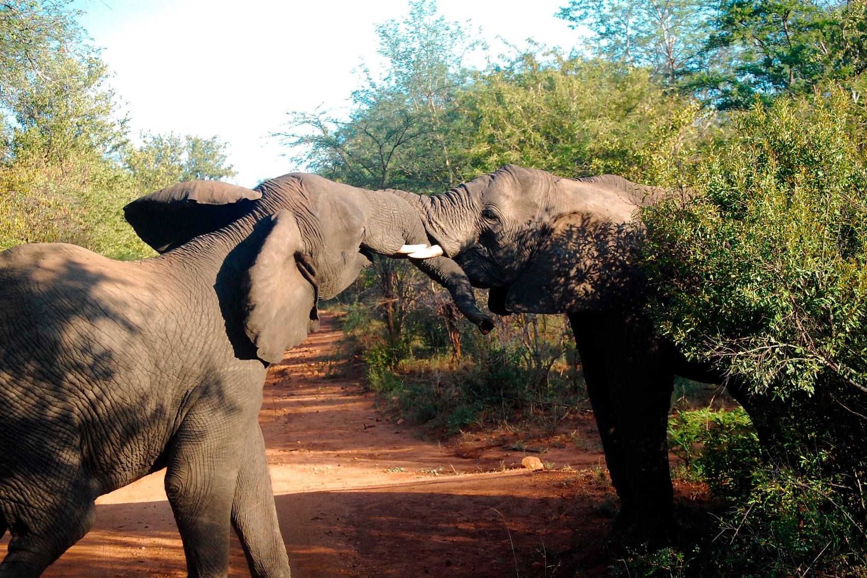 two elephants South Africa two elephants spar playfully on safari in South Africa